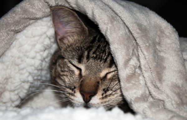 ¿Es malo dormir con el gato? - Entonces, ¿qué tan malo puede ser dormir con el gato? 