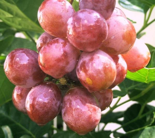 Cómo conseguir comerse las 12 uvas en fin de año