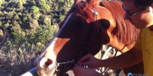 Cómo poner las riendas al caballo