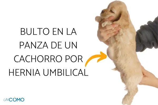 por qué los perros tienen bultos