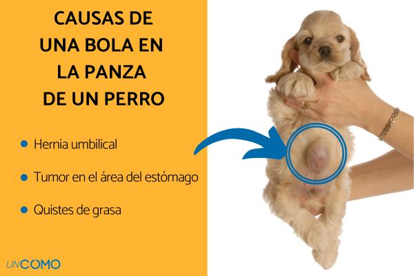 qué hace que un perro se hinche