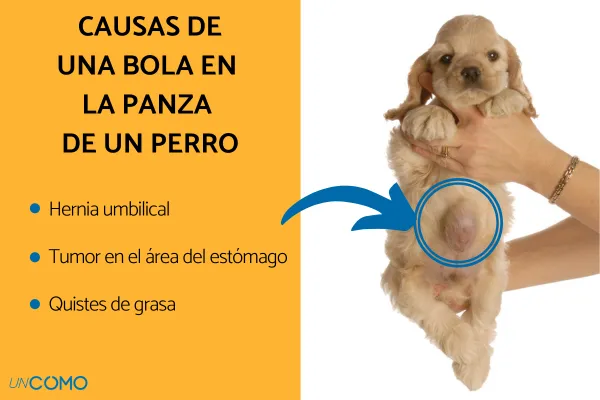 por qué se hinchan las pelotas de los perros