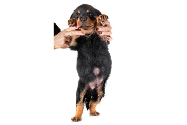 Por qué mi perro tiene una bola en la panza - Quistes sebáceos en perros