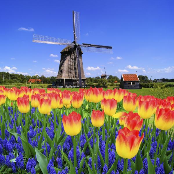 Qué es la floricultura - Los países floricultores por excelencia