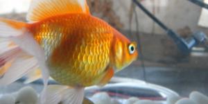 Cómo construir un acuario de agua salada