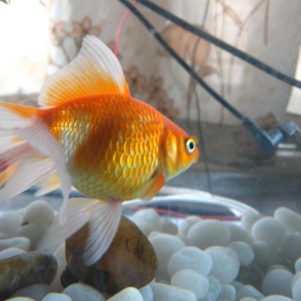 Cómo construir un acuario de agua salada