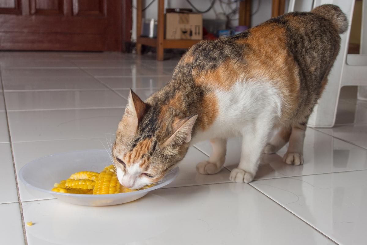 ¿Los gatos pueden comer maíz? Conoce sus beneficios y cómo dárselo
