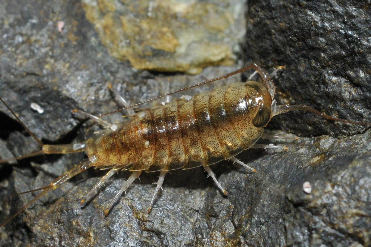 Piojo de mar: qué es y qué hacer si te pica