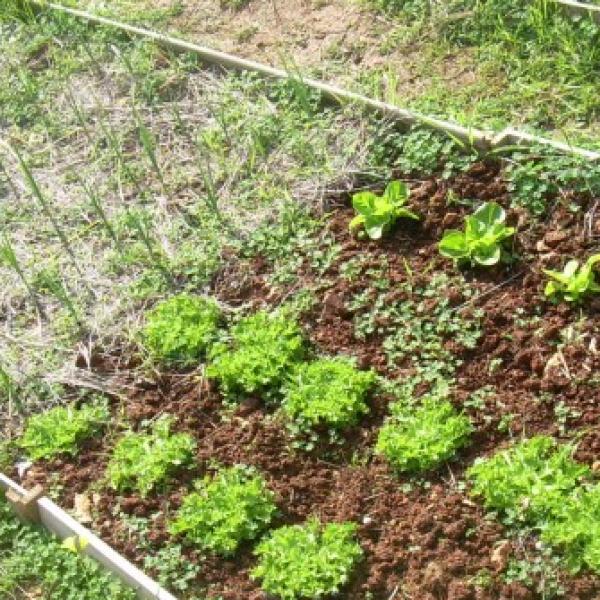 Construcción De Huerto Casero Como Implementar Una Huerta Casera La