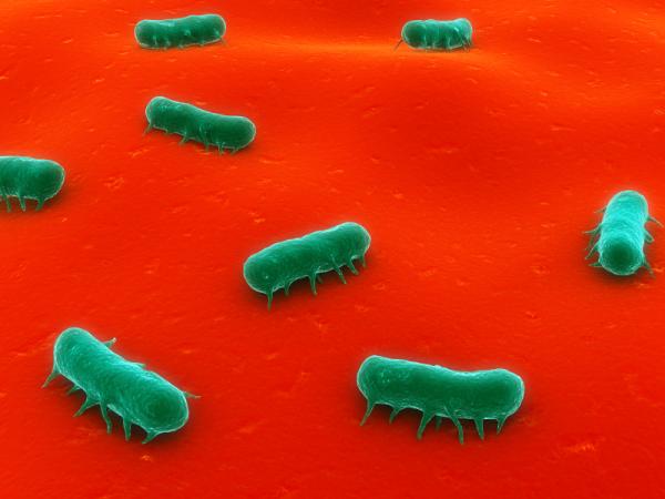 Causas de las heces verdes - Infecciones gastrointestinales