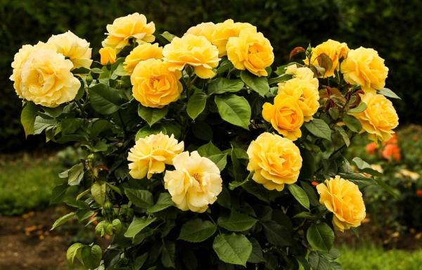 Cómo hacer y plantar esquejes de rosal - Qué son los esquejes de rosal