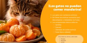 ¿Los gatos pueden comer mandarina? Descubre por qué es peligroso