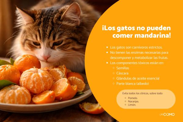 ¿Los gatos pueden comer mandarina? Descubre por qué es peligroso
