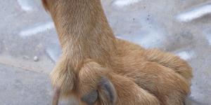 Cómo cortar los espolones a un perro