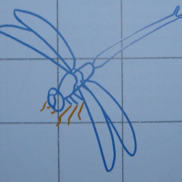 Cómo dibujar una libélula - Paso 4