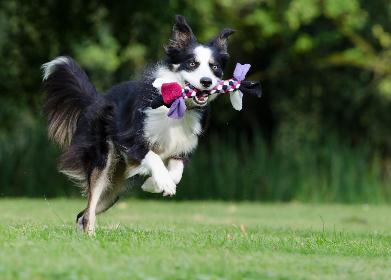 Como educar a un border collie Consejos utiles