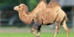 Qué tienen los camellos en la joroba - descubre la respuesta