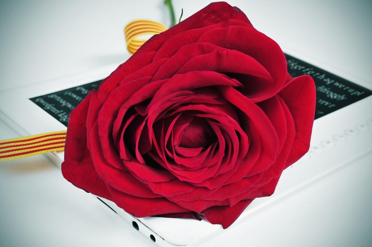 Cómo conservar las rosas de Sant Jordi