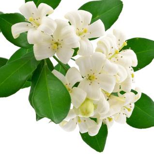 Cómo hacer aceite de jazmín - Paso 1