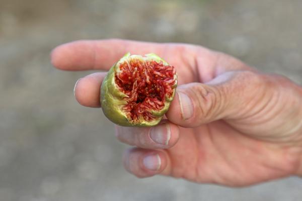 ¿Los higos engordan? Conoce si es verdad o mito y cuántas calorías tienen - ¿Cómo comer higos para que sean saludables?