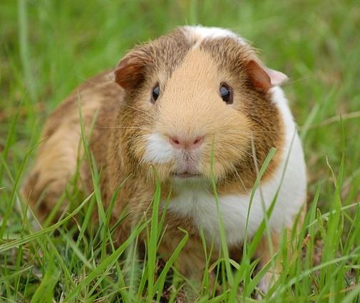 Cuáles son las frutas que pueden comer las cobayas