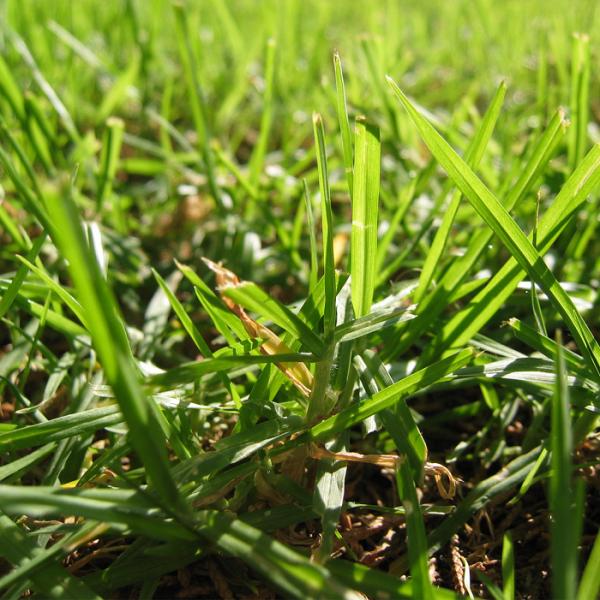 Cuándo plantar césped