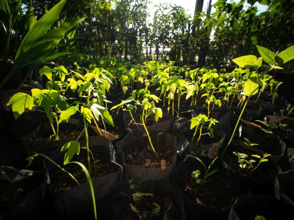 Cómo sembrar papaya - Sembrar una planta de papaya en maceta