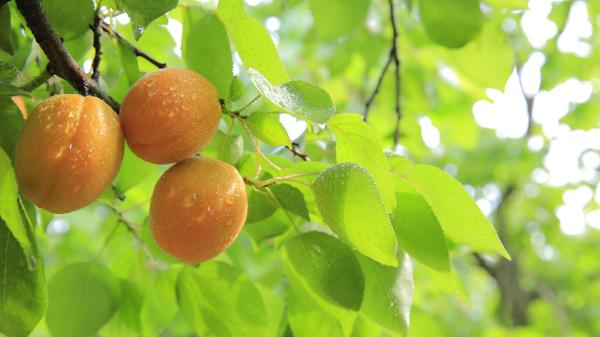 Lista de frutas de verano en España: las más frescas y saludables del verano - Albaricoque