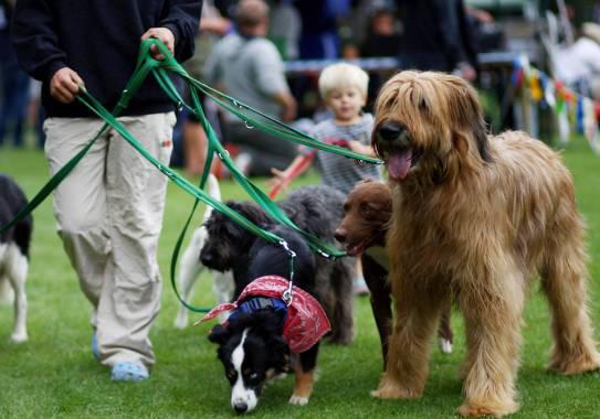 Cómo pasear varios perros a la vez