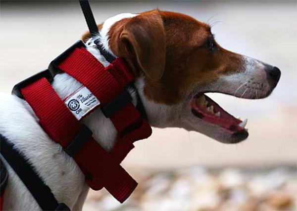 Cómo pasear varios perros a la vez - Paso 3