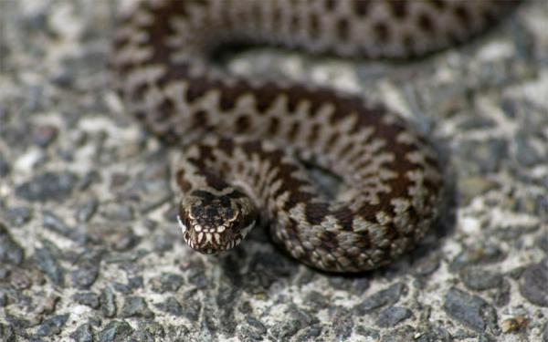 Cómo actuar ante las mordeduras de víbora