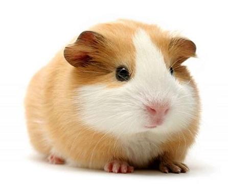Cómo cuidar a una cobaya embarazada