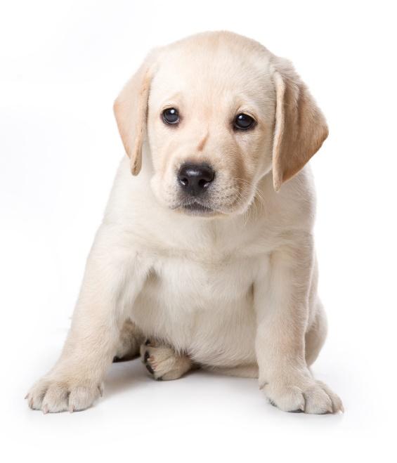 cuanto debe pesar un cachorro labrador de 9 semanas