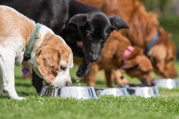 ¿Los perros pueden comer granada? Descubre si dársela o no a tu peludo - ¿Cuáles son los beneficios de la granada para perros?