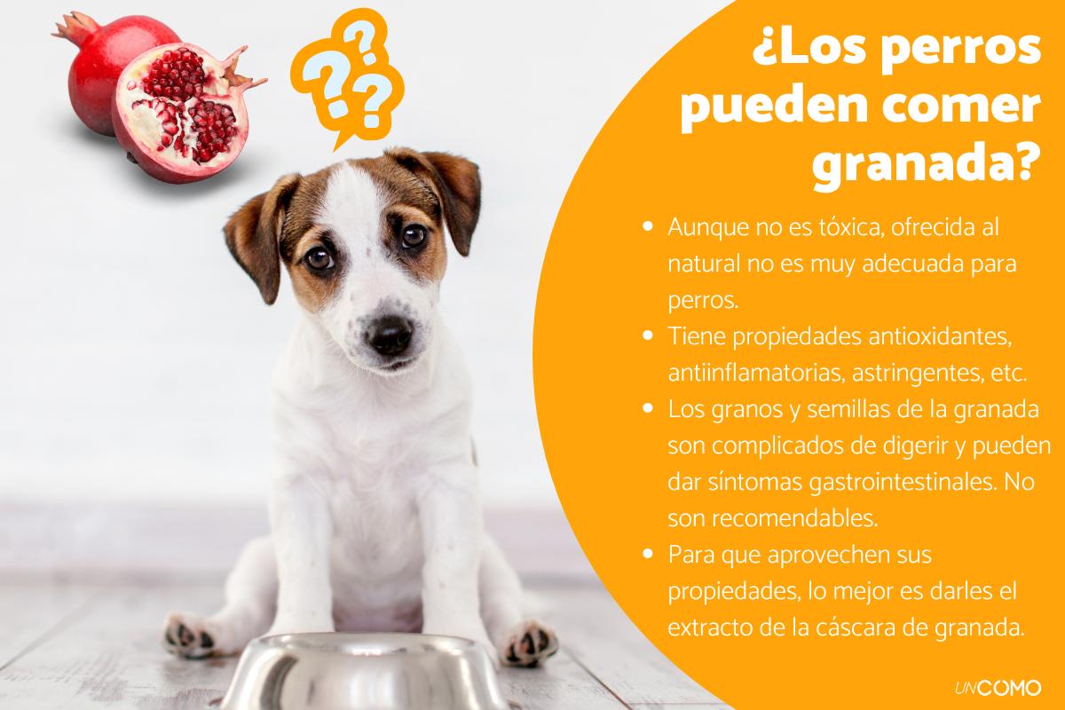 ¿Los perros pueden comer granada? Descubre si dársela o no a tu peludo