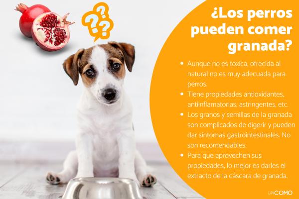 ¿Los perros pueden comer granada? Descubre si dársela o no a tu peludo