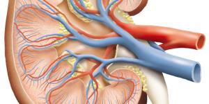 Por qué tengo la creatinina alta