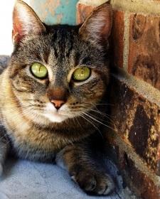 Cómo saber si mi gata está en celo