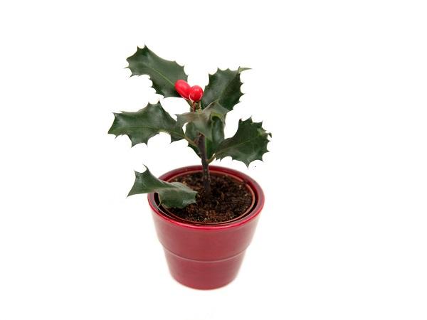 Cuidados del acebo en maceta - guía práctica - Cuidados del acebo en maceta