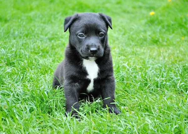 cuanto hay que darle de comer a un terrier al dia