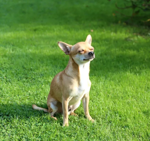 cuanto dar de comer a un perro de 11 meses