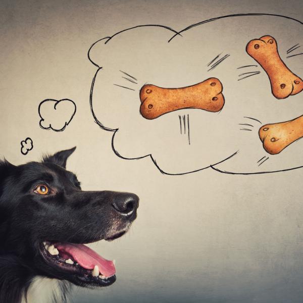 los perros recuerdan las voces