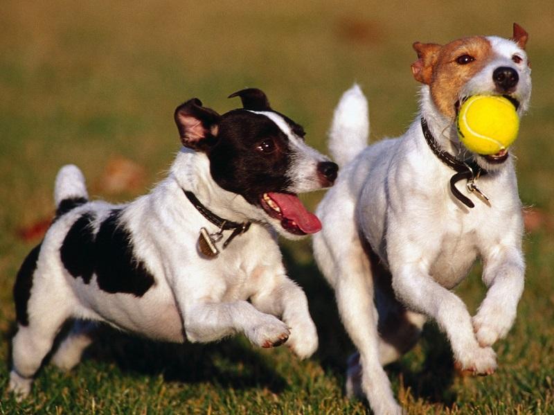 Jugar con cachorros 2025