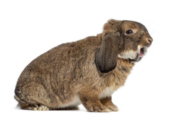 Cómo educar a un conejo - Cómo educar a mi conejo para que no muerda