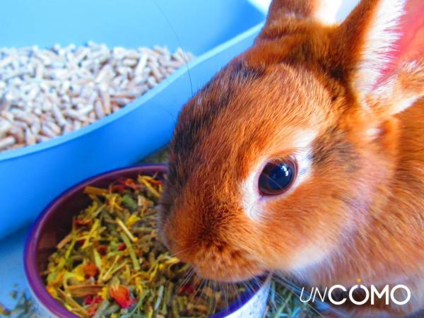 Cómo educar a un conejo - Cómo educar a un conejo para hacer sus necesidades