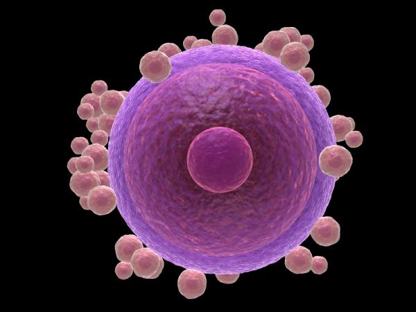Cuánto pagan por ser donante de óvulos - requisitos y procedimiento - Procedimiento para la extracción de los óvulos