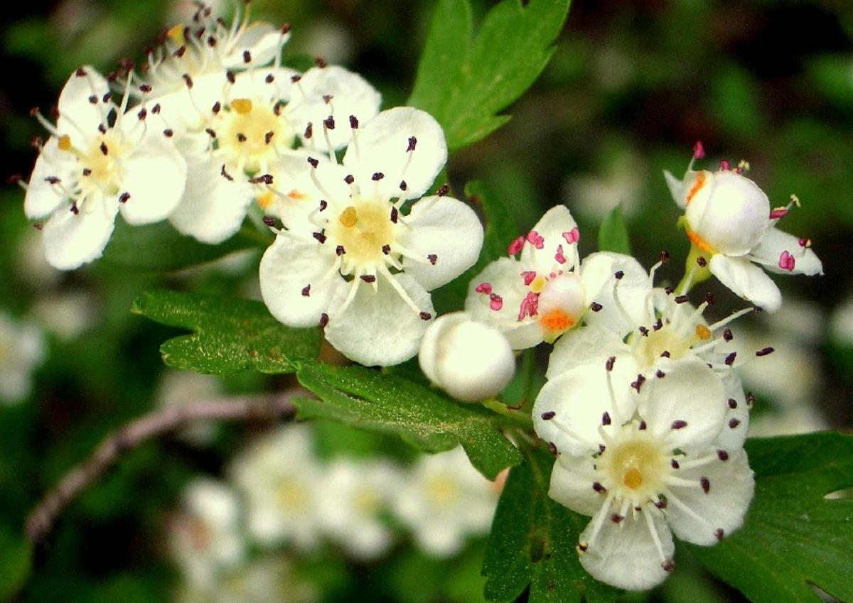 Espino blanco: propiedades y contraindicaciones
