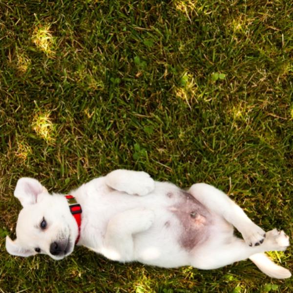 qué hace que los intestinos de un perro se inflamen