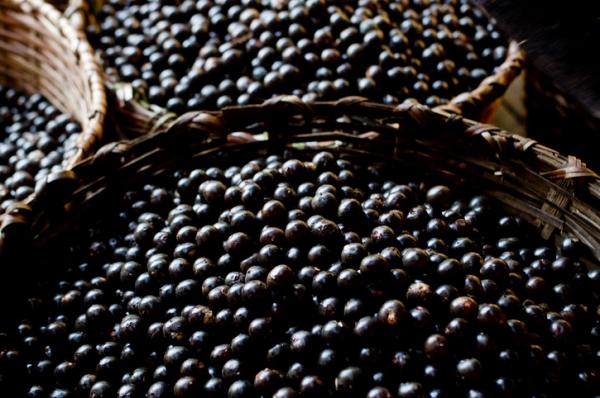 Propiedades del Acai para adelgazar - Beneficios del acai para perder peso