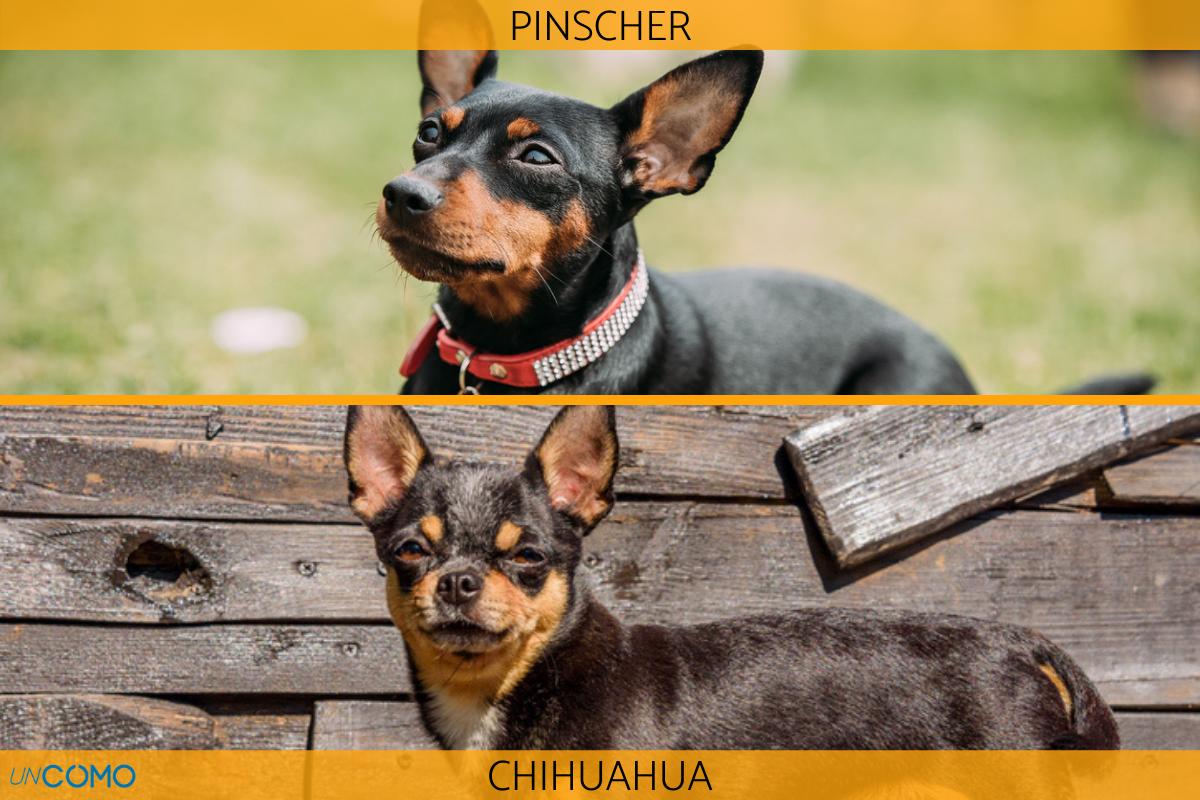 cuál es la historia de los perros pinscher